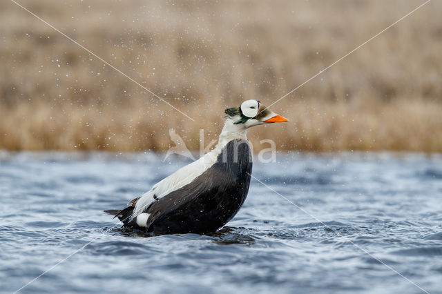 Spectacled Eider (Somateria fischeri)