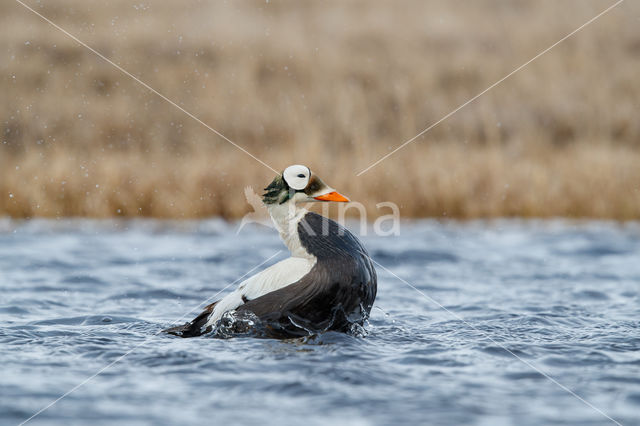 Brileidereend (Somateria fischeri)