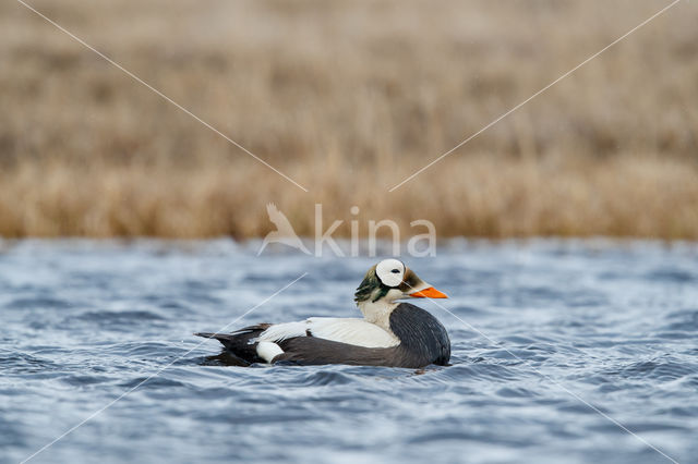 Spectacled Eider (Somateria fischeri)