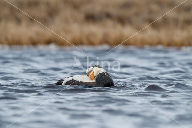 Spectacled Eider (Somateria fischeri)