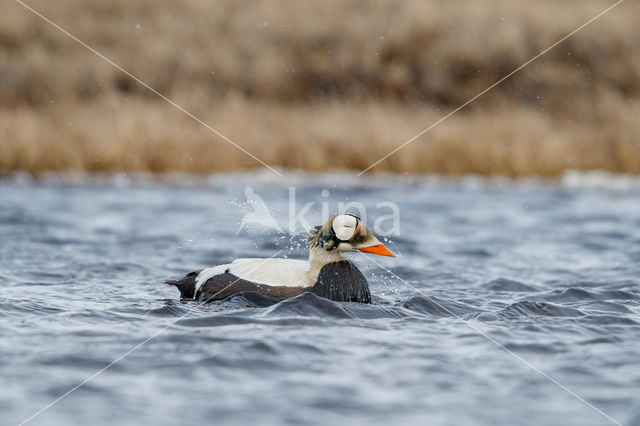 Spectacled Eider (Somateria fischeri)