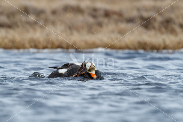 Spectacled Eider (Somateria fischeri)