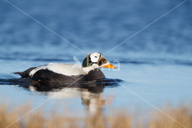 Spectacled Eider (Somateria fischeri)