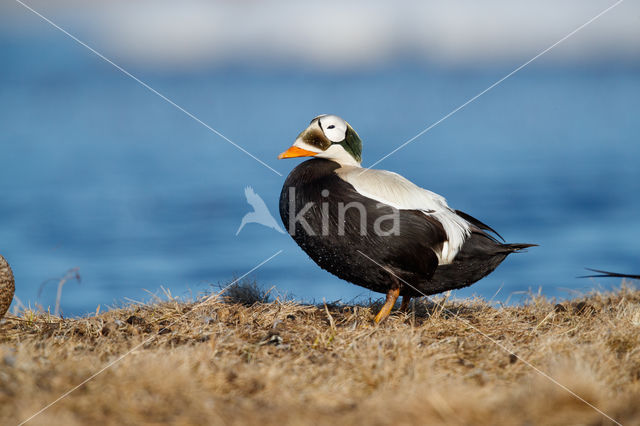 Spectacled Eider (Somateria fischeri)