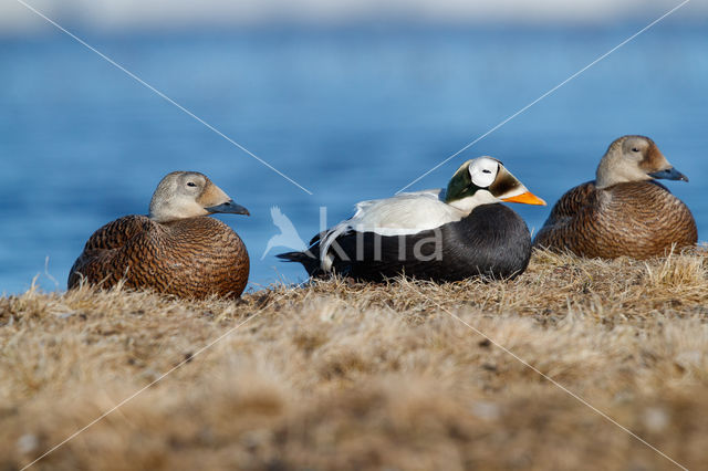 Spectacled Eider (Somateria fischeri)