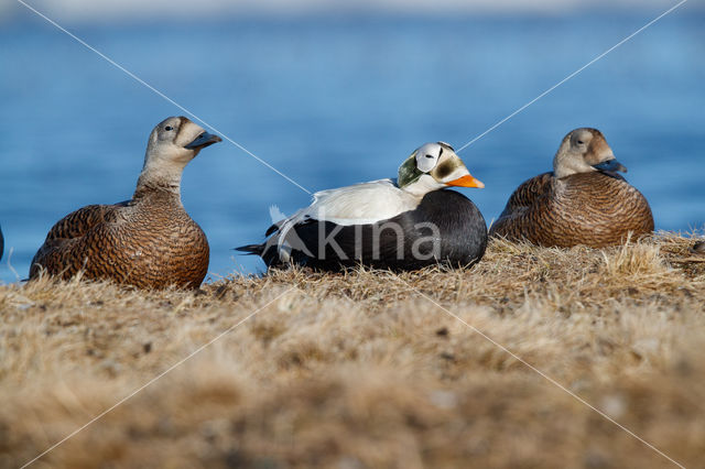 Spectacled Eider (Somateria fischeri)