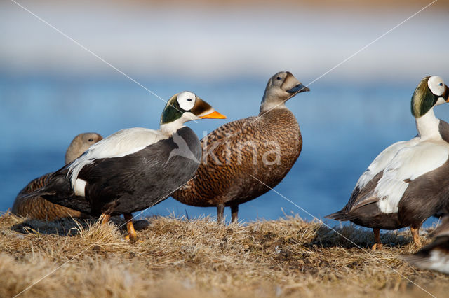 Spectacled Eider (Somateria fischeri)