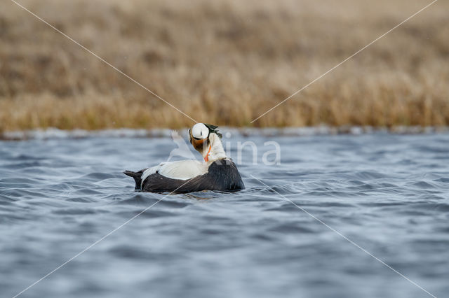 Spectacled Eider (Somateria fischeri)