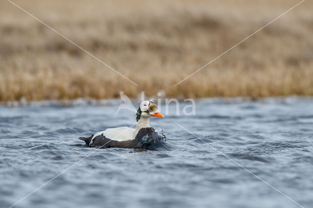 Spectacled Eider (Somateria fischeri)