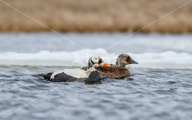 Spectacled Eider (Somateria fischeri)