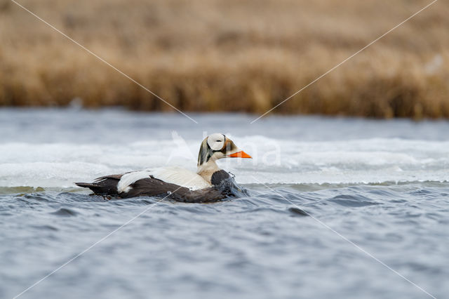 Spectacled Eider (Somateria fischeri)