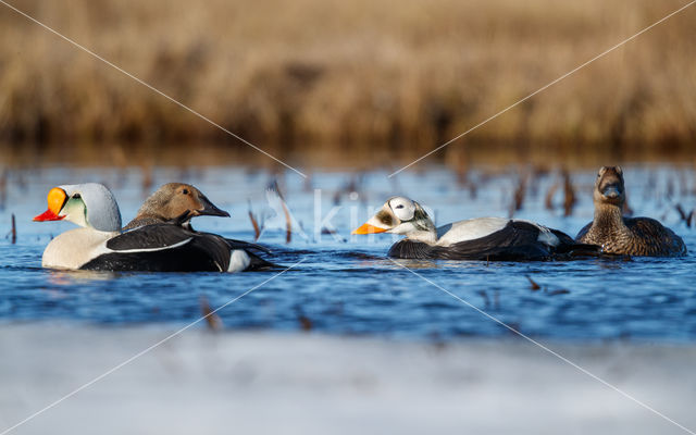 Spectacled Eider (Somateria fischeri)