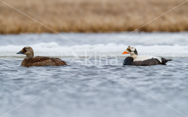 Spectacled Eider (Somateria fischeri)