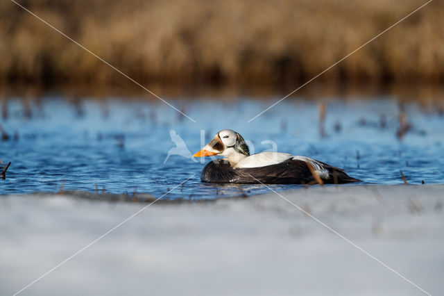 Spectacled Eider (Somateria fischeri)