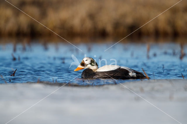 Spectacled Eider (Somateria fischeri)