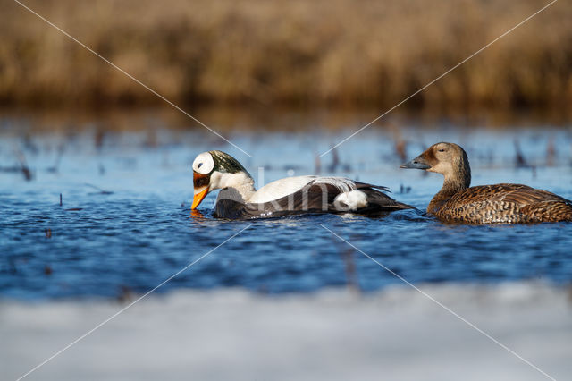 Spectacled Eider (Somateria fischeri)