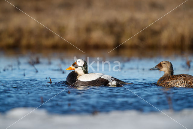 Spectacled Eider (Somateria fischeri)