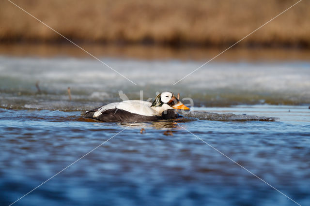 Spectacled Eider (Somateria fischeri)