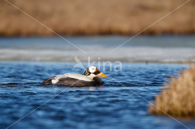 Spectacled Eider (Somateria fischeri)