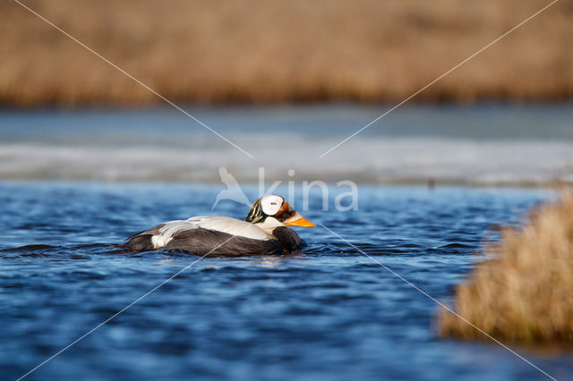 Spectacled Eider (Somateria fischeri)