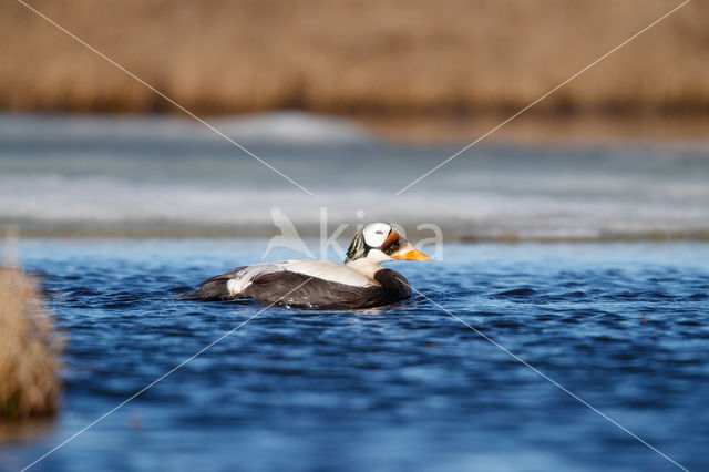 Spectacled Eider (Somateria fischeri)