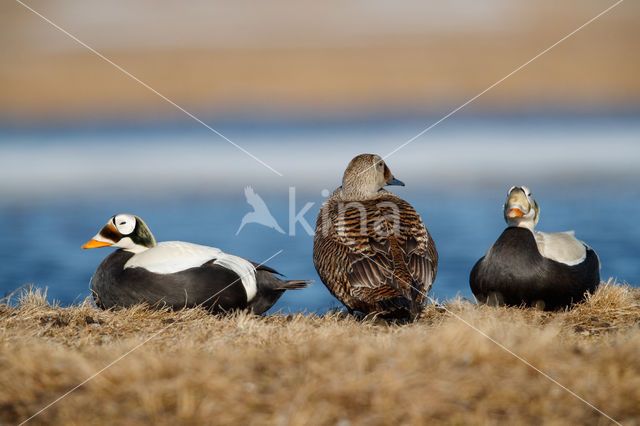 Spectacled Eider (Somateria fischeri)