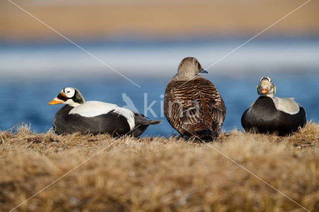 Spectacled Eider (Somateria fischeri)