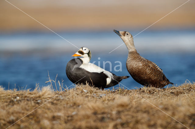 Spectacled Eider (Somateria fischeri)