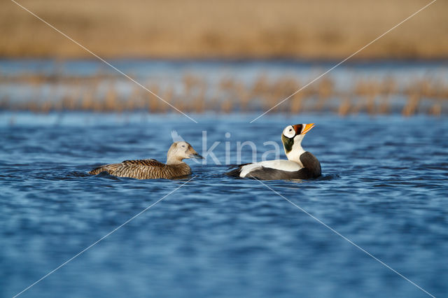 Spectacled Eider (Somateria fischeri)