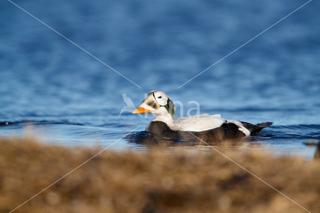 Spectacled Eider (Somateria fischeri)