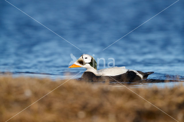 Spectacled Eider (Somateria fischeri)