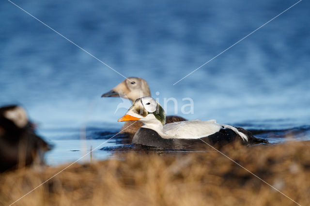 Spectacled Eider (Somateria fischeri)