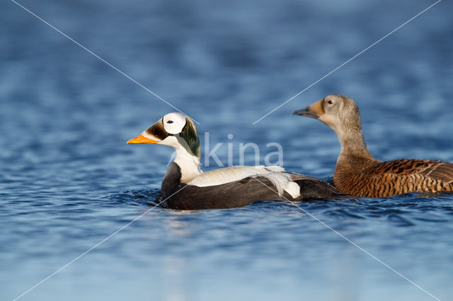 Spectacled Eider (Somateria fischeri)