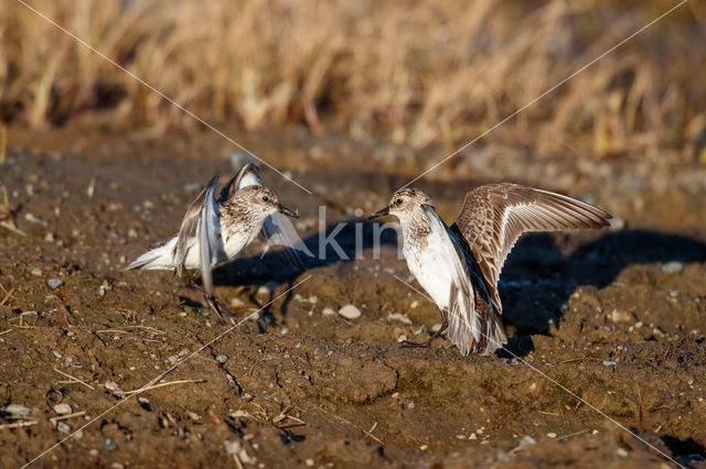 Semipalmated Sandpiper (Calidris pusilla)