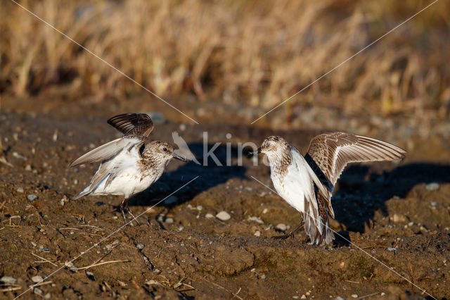 Grijze Strandloper (Calidris pusilla)