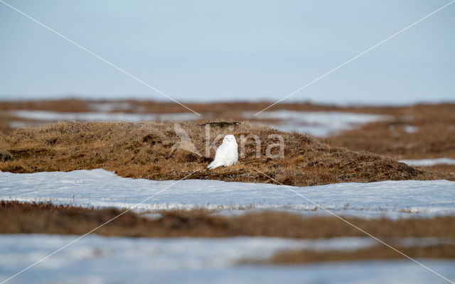 Snowy Owl (Bubo scandiacus)