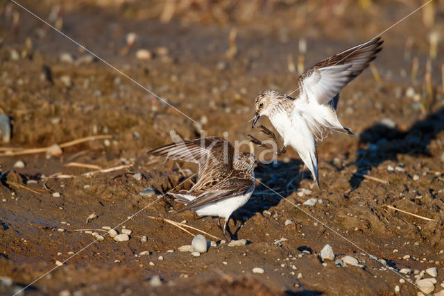 Grijze Strandloper (Calidris pusilla)