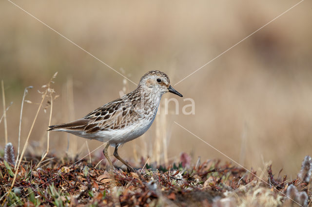 Grijze Strandloper (Calidris pusilla)