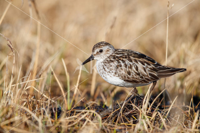 Grijze Strandloper (Calidris pusilla)