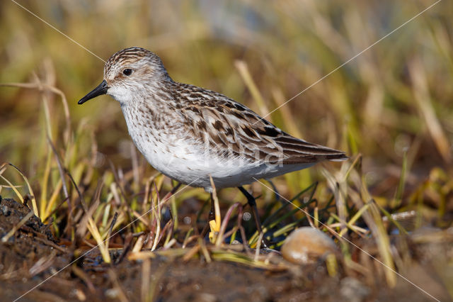 Grijze Strandloper (Calidris pusilla)