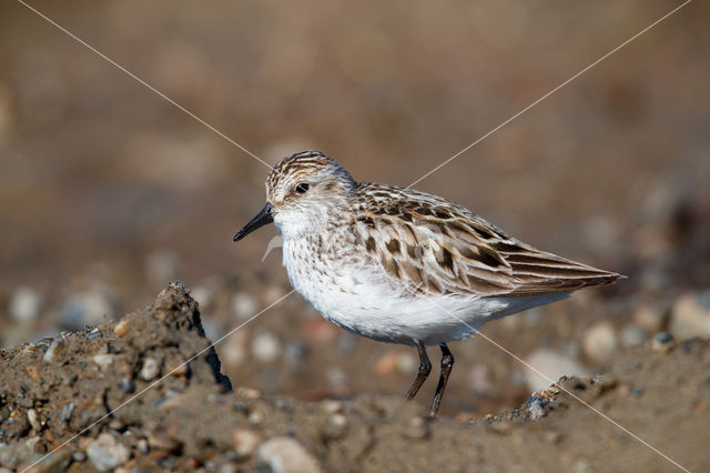 Semipalmated Sandpiper (Calidris pusilla)