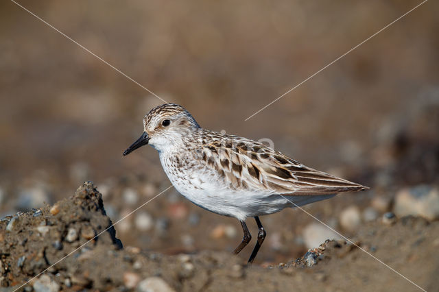 Semipalmated Sandpiper (Calidris pusilla)