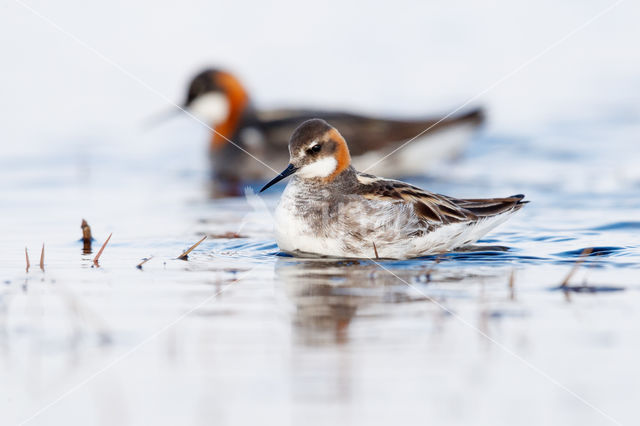 Red-necked Phalarope (Phalaropus lobatus)