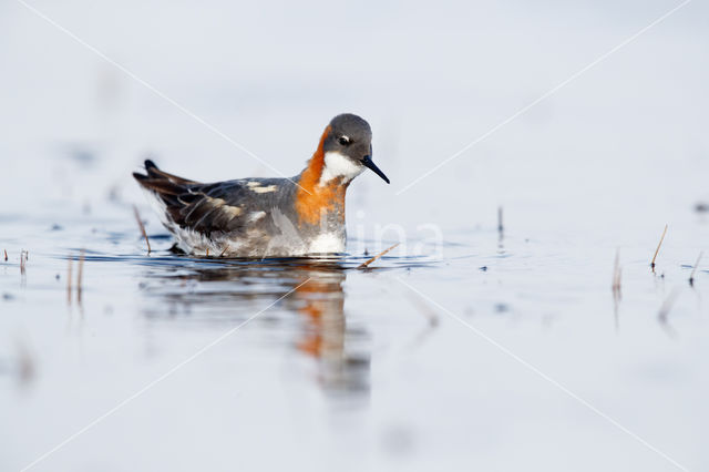 Grauwe Franjepoot (Phalaropus lobatus)