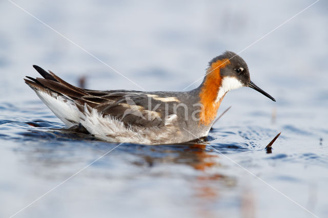 Grauwe Franjepoot (Phalaropus lobatus)