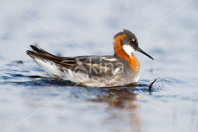 Red-necked Phalarope (Phalaropus lobatus)