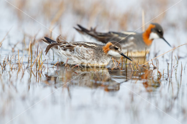 Grauwe Franjepoot (Phalaropus lobatus)