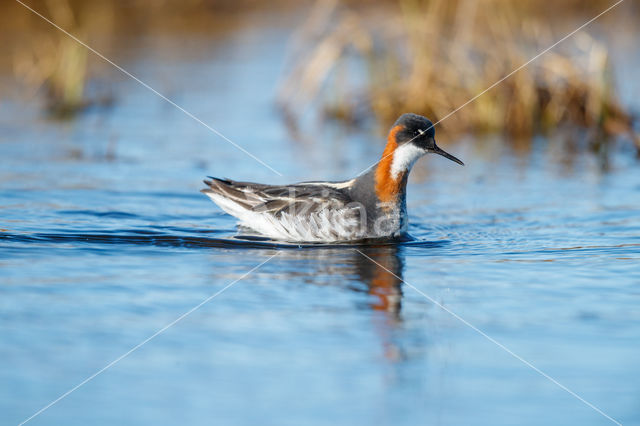 Grauwe Franjepoot (Phalaropus lobatus)