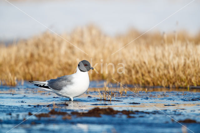 Sabine's Gull (Xema sabini)