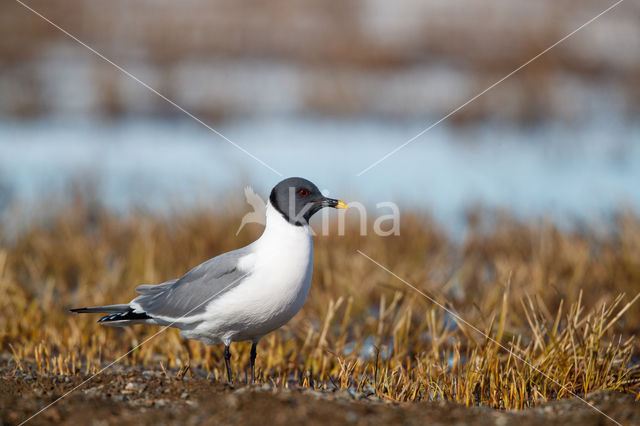 Sabine's Gull (Xema sabini)